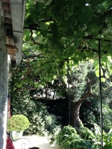 20130615-122245.jpg