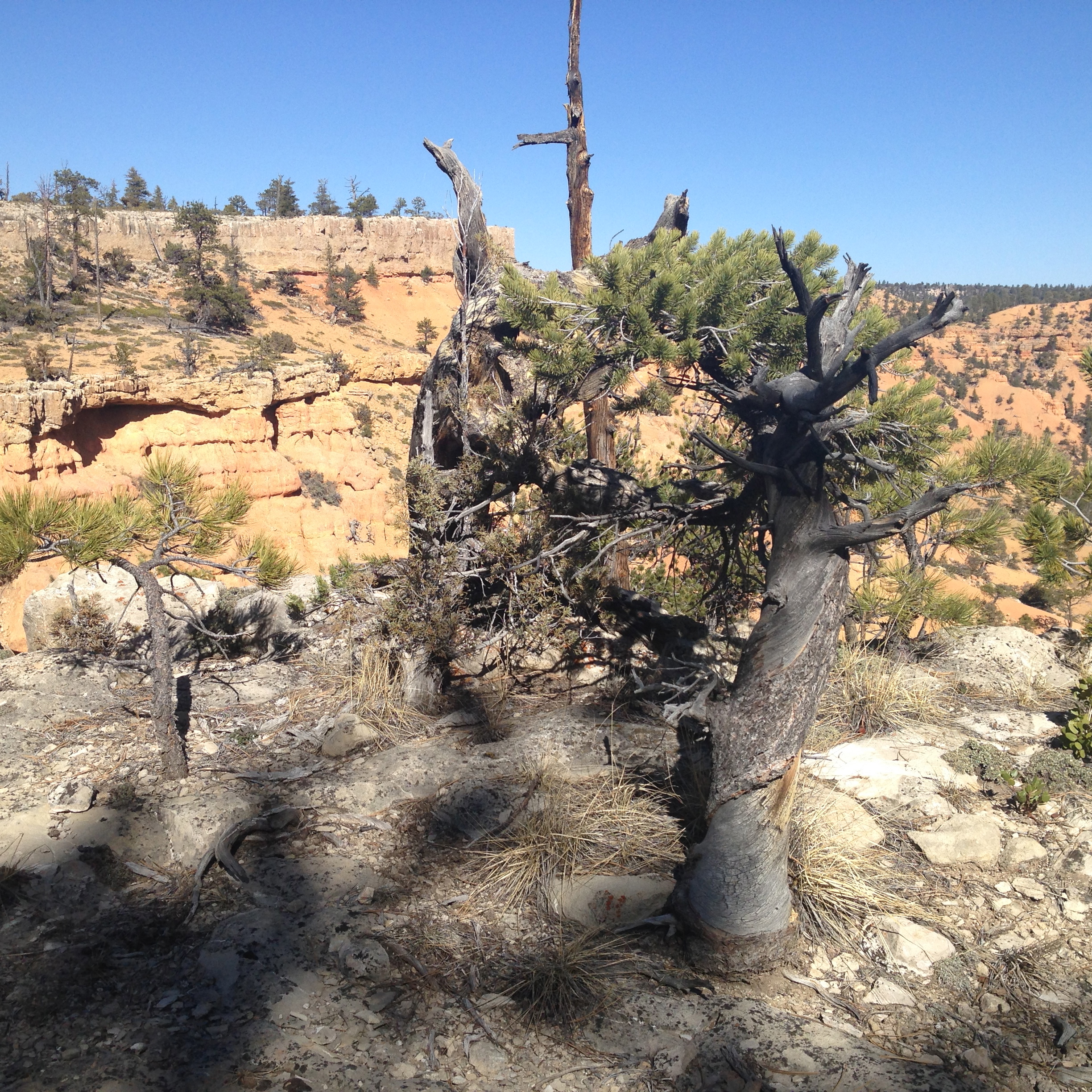 This tree was growing on a bare, rocky, windy ledge. I literally said "No Way!" multiple times.I have NO IDEA how it was growing; where it's roots were. Absolutely amazing.