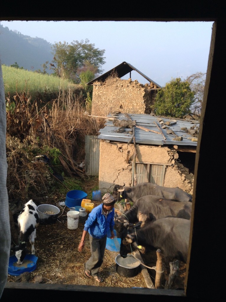 The view from Gorbindra's house with their three buffalo and cow